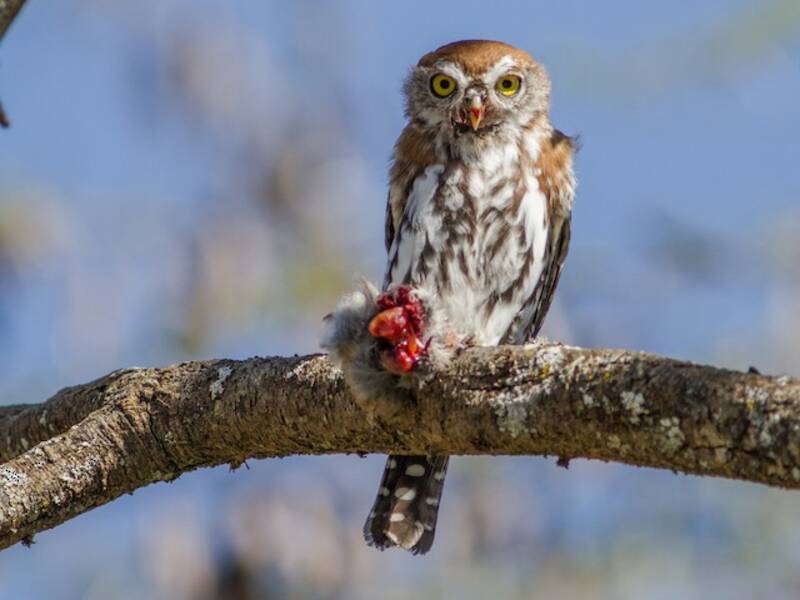 Pearl-spotted Owlet, 照片 2