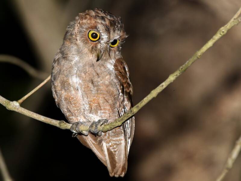 Pemba Scops-Owl, 照片 3