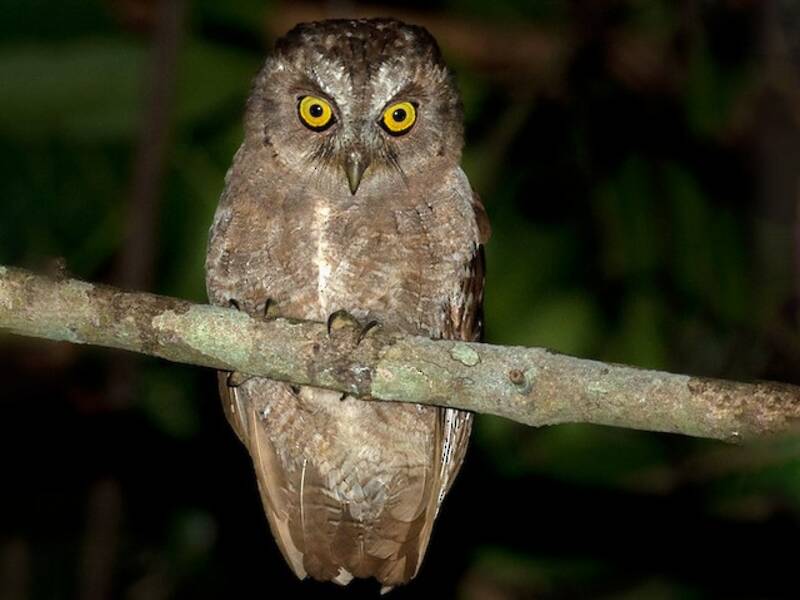 Pemba Scops-Owl, 照片 2