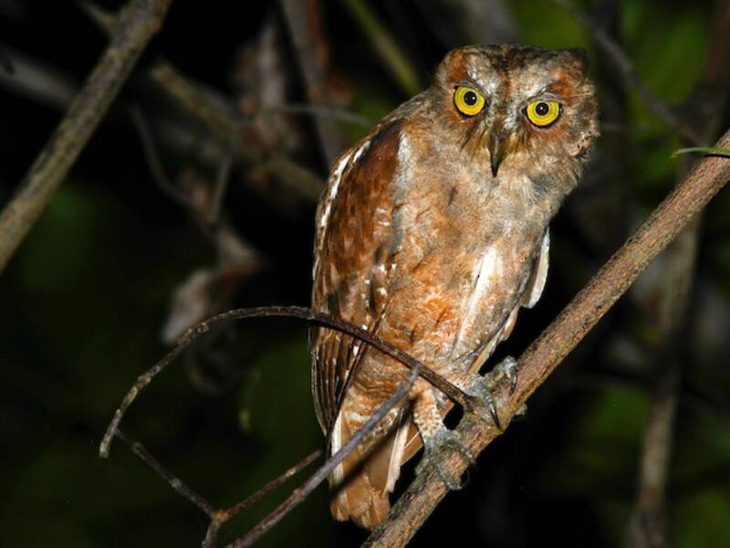 Pemba Scops-Owl, 照片 4