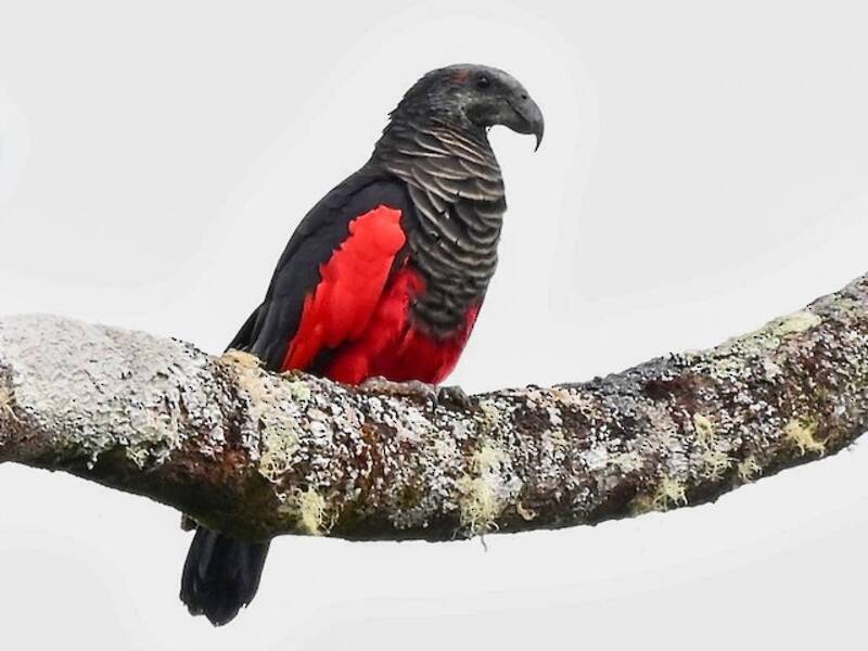 Pesquet's Parrot, Photos 3