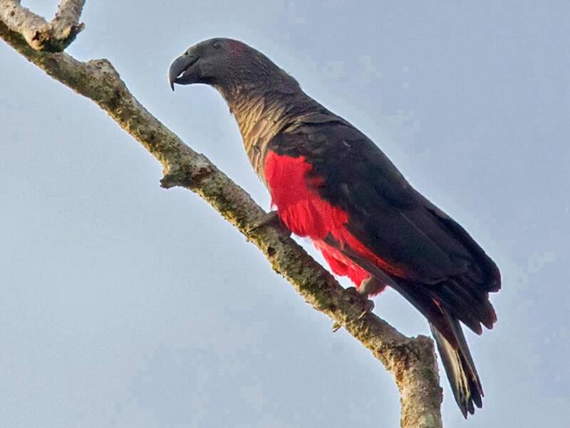 Pesquet's Parrot, Photos 4