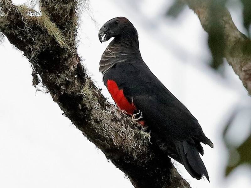 Pesquet's Parrot, Photos 2