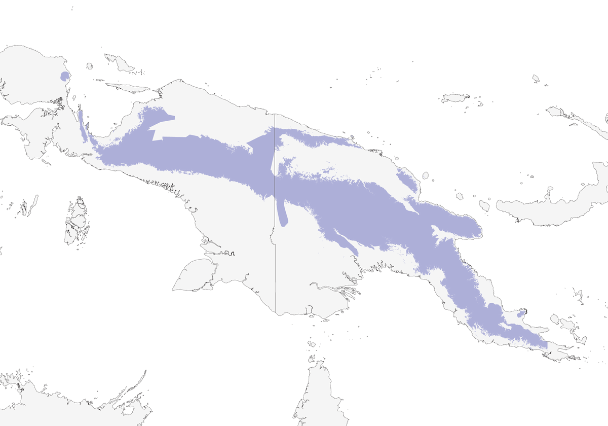 Pesquet's Parrot, Distribution 1