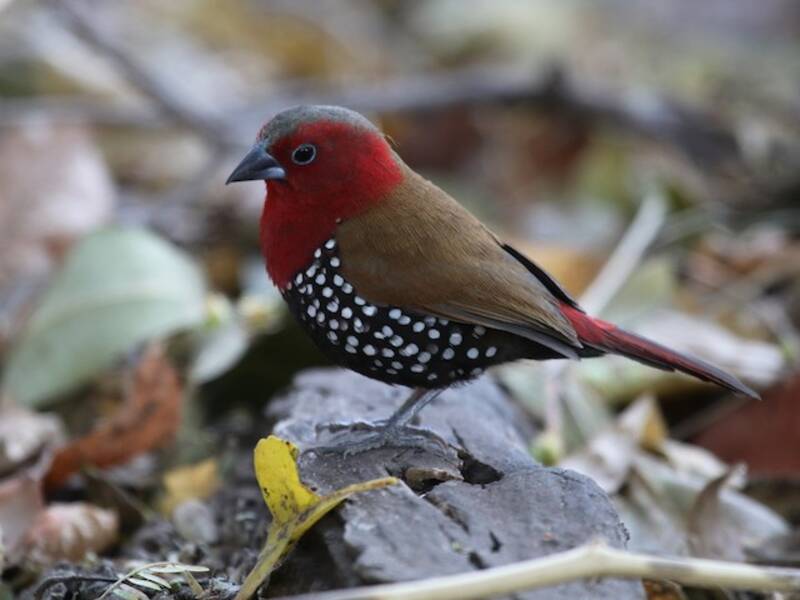 Red-throated Twinspot