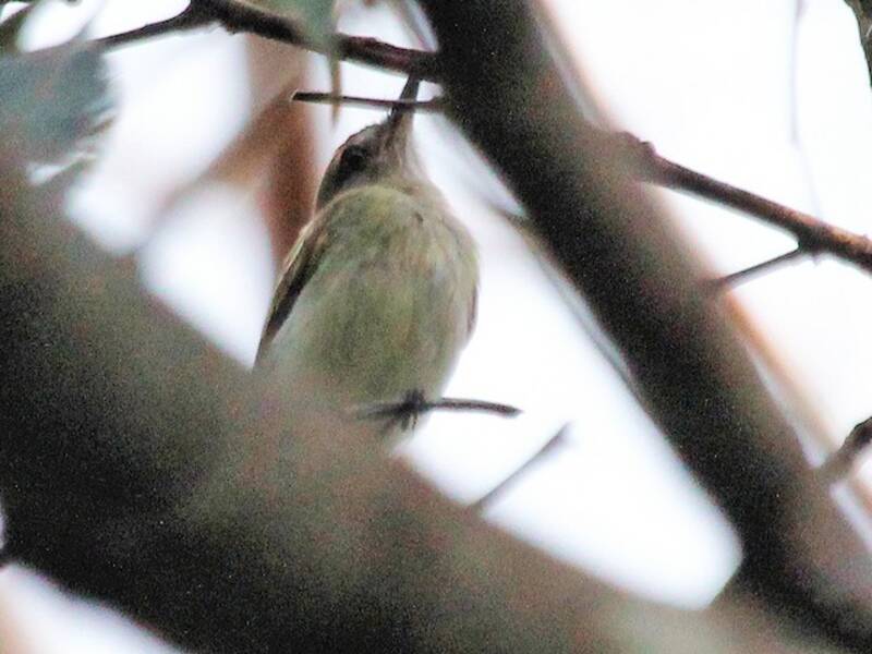 Tiranno tody di Pelzeln, Foto 2
