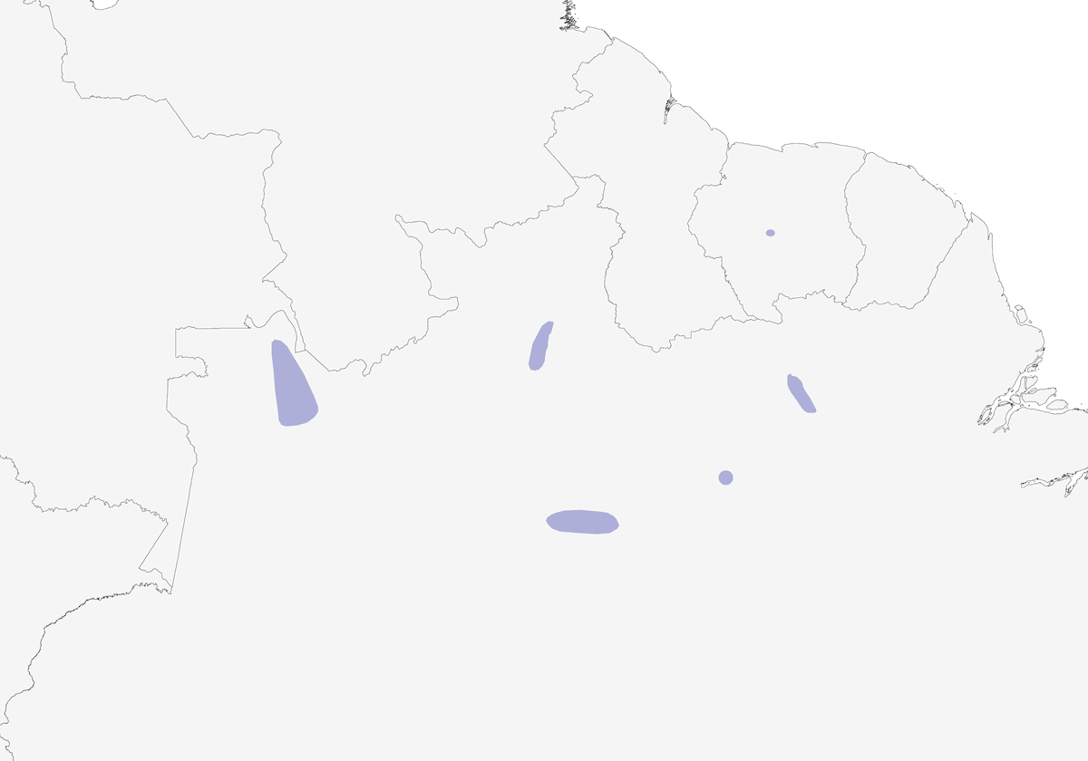 Tiranno tody di Pelzeln, Distribuzione 1