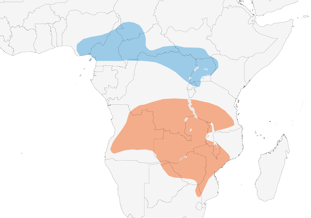 Succiacapre alalunga, Distribuzione 1