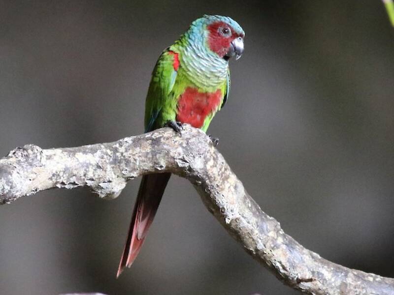 Perico de Pfrimer, Fotos 3