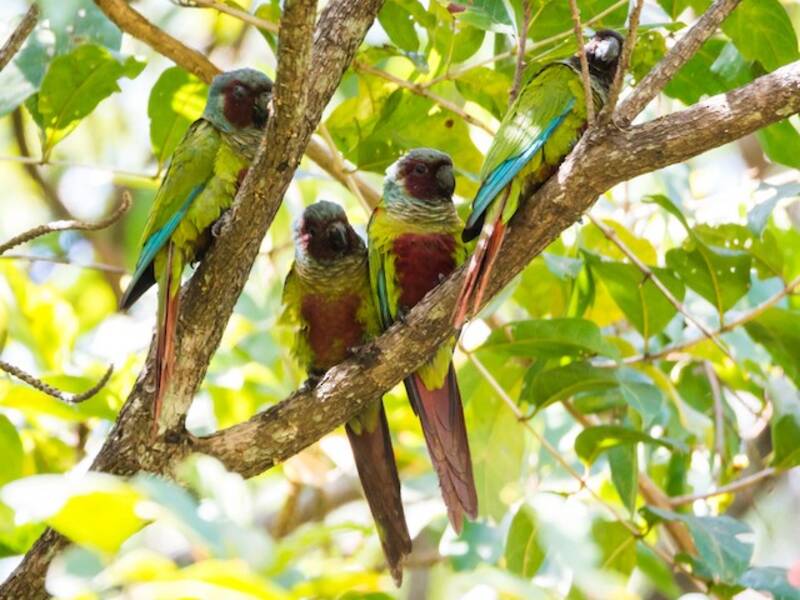 Perico de Pfrimer, Fotos 4