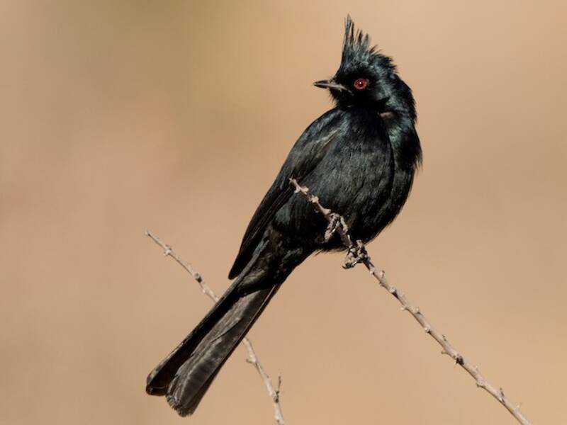 Phainopepla (Phainopepla nitens)