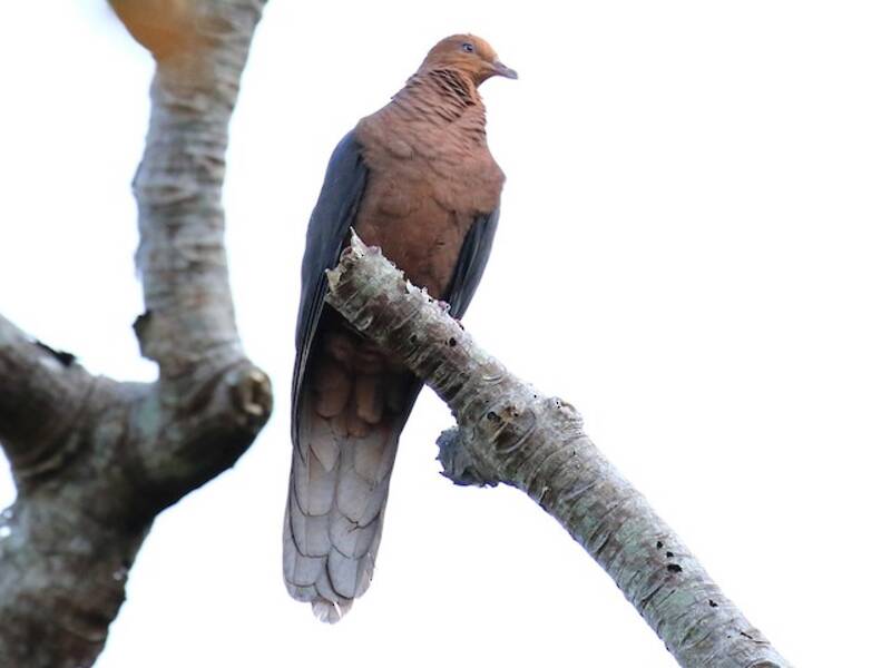 Philippine Cuckoo-Dove, 照片 4