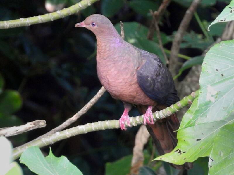 Philippine Cuckoo-Dove, 照片 3