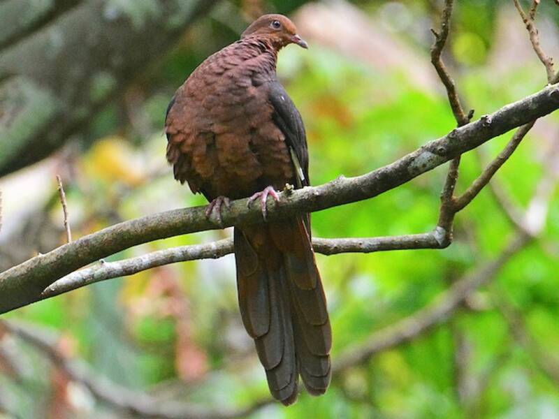 Philippine Cuckoo-Dove, 照片 2