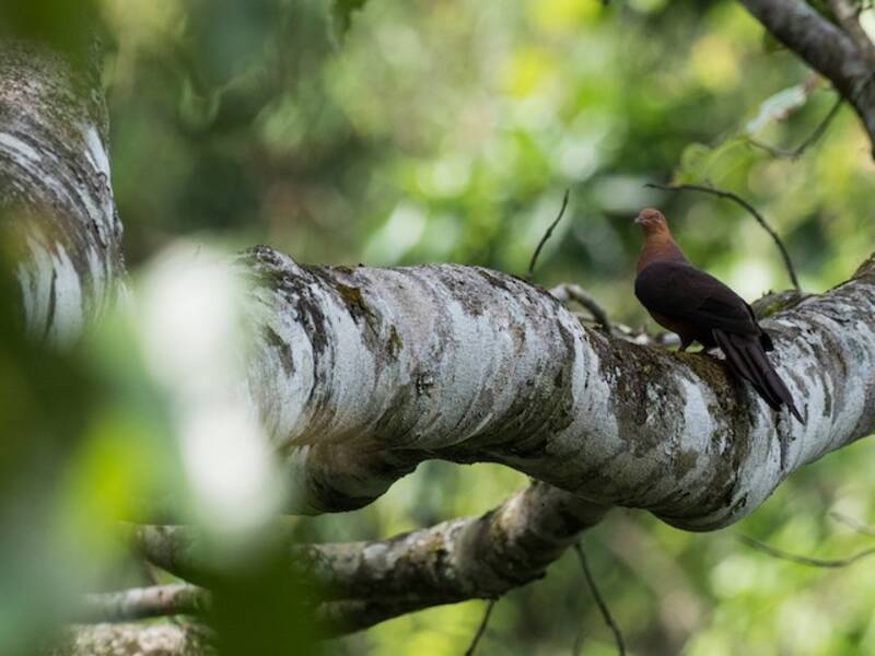 Philippine Cuckoo-Dove