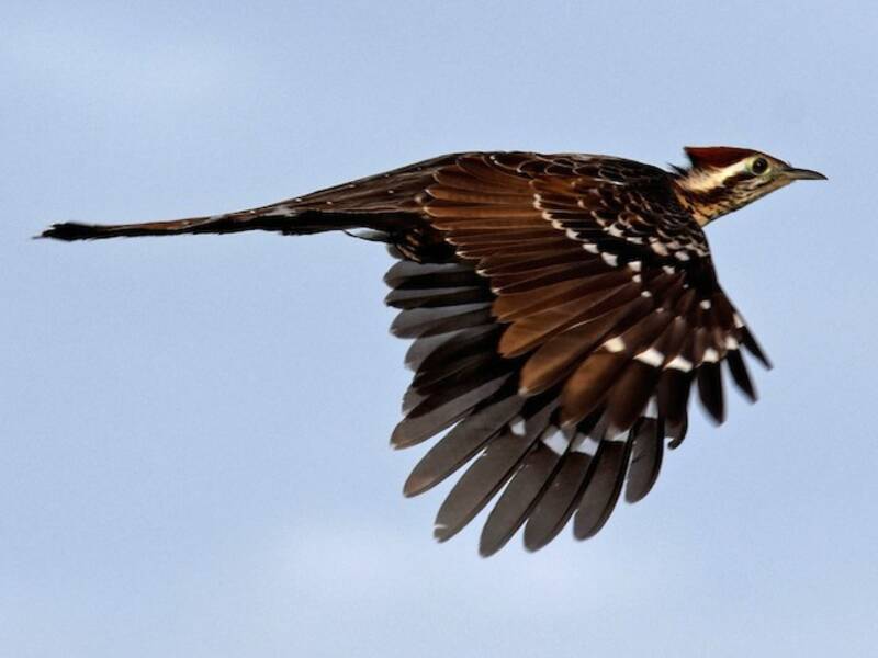 Pheasant Cuckoo, Photos 3