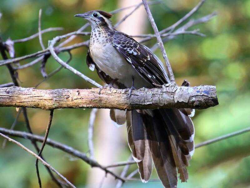 Pheasant Cuckoo, Photos 2