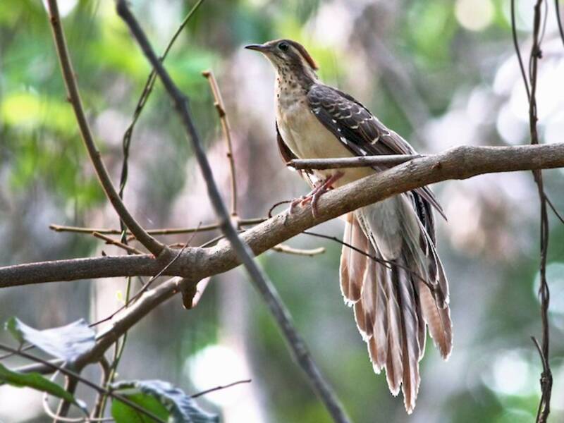 Pheasant Cuckoo, Photos 4
