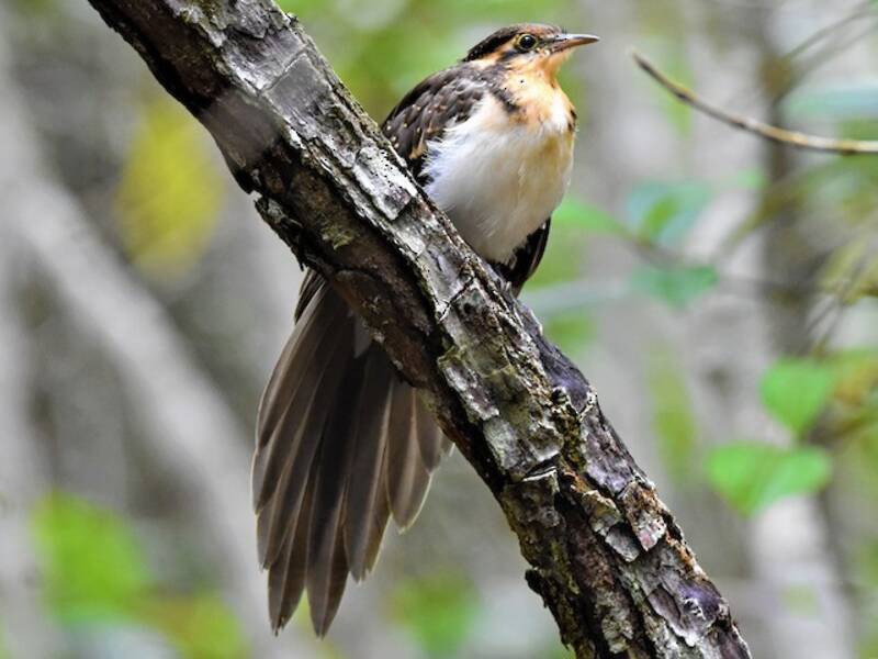 Pheasant Cuckoo