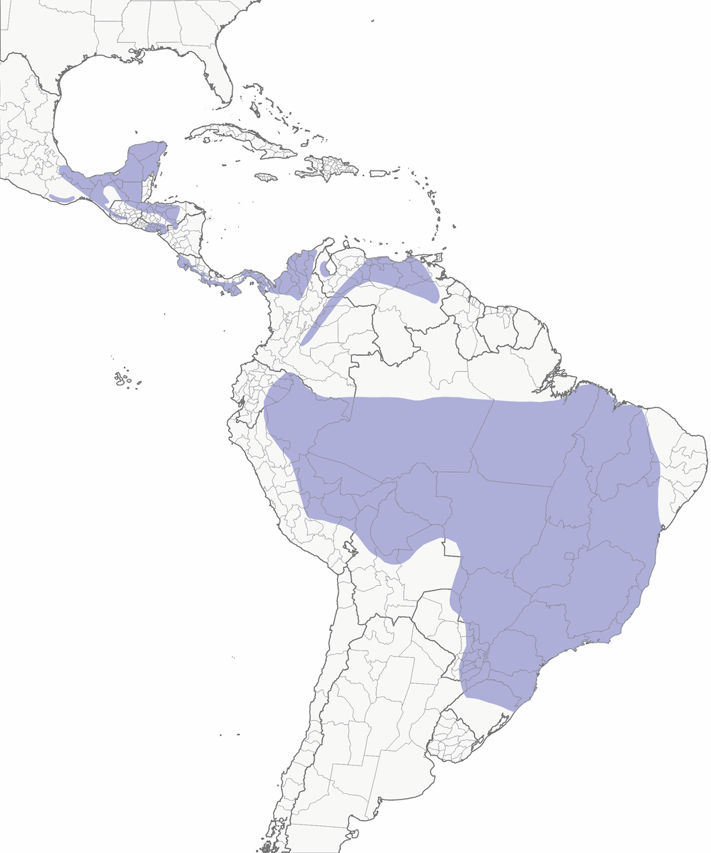 Pheasant Cuckoo, Distribution 1