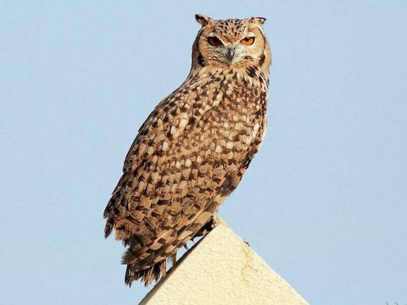 Pharaonen-Uhu - Bubo ascalaphus