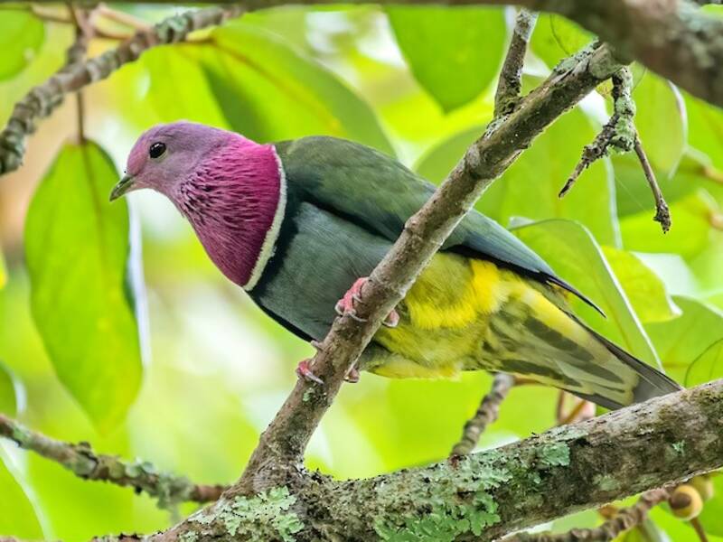Pink-headed Fruit-Dove, Photos 4