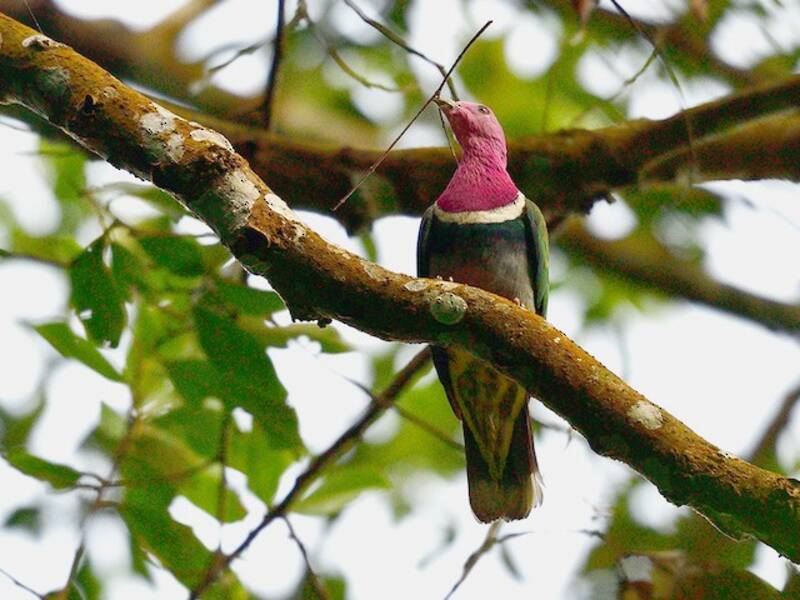 Pink-headed Fruit-Dove, Photos 3