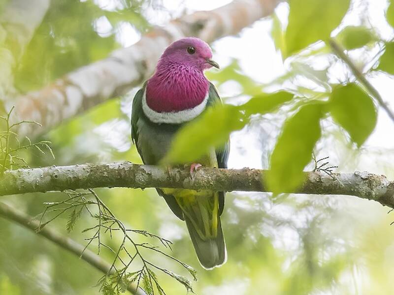 Colombo frugivoro testarosa