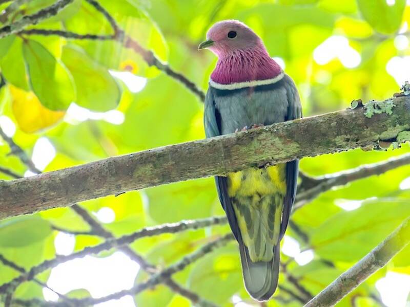 Pink-headed Fruit-Dove, Photos 2
