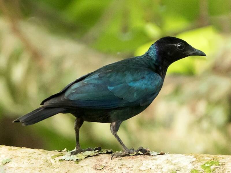 Purple-headed Starling, Photos 3