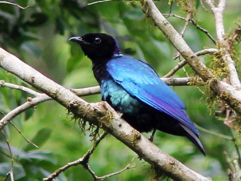 Purple-headed Starling, Photos 2