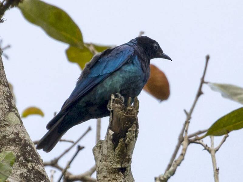 Purple-headed Starling