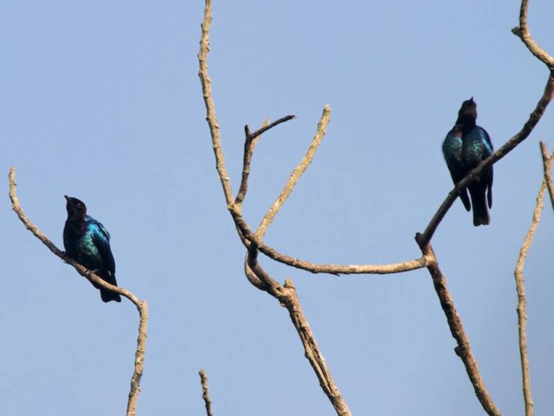 Purple-headed Starling, Photos 4