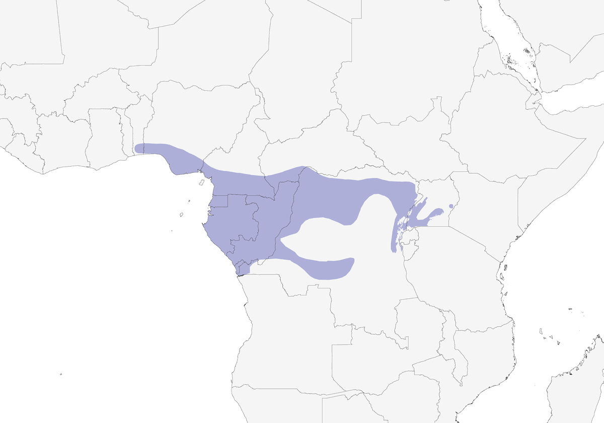Purple-headed Starling, Distribution 1