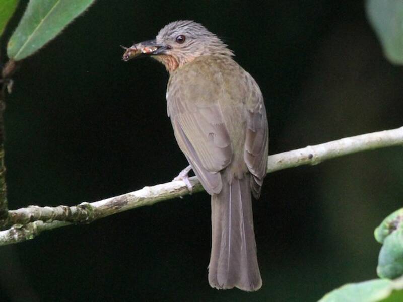 Bulbul filippino