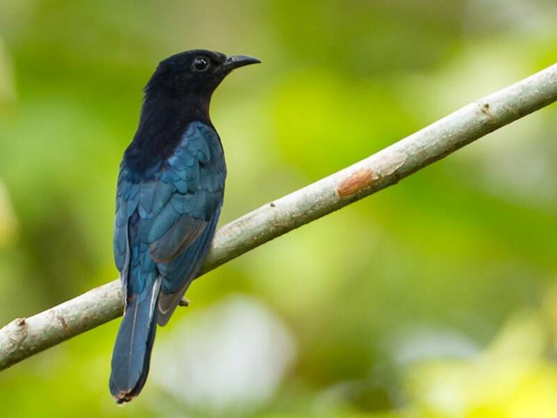 Cuculo-drongo delle Filippine, Foto 3