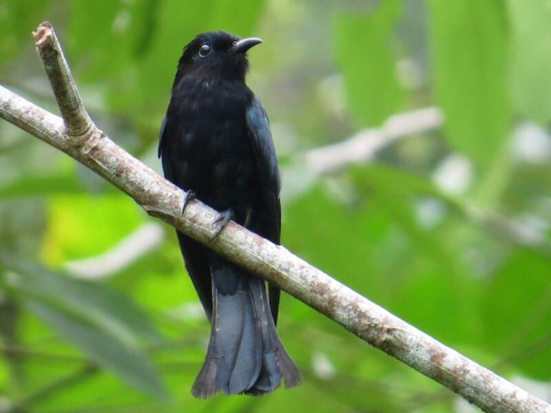 Cuculo-drongo delle Filippine