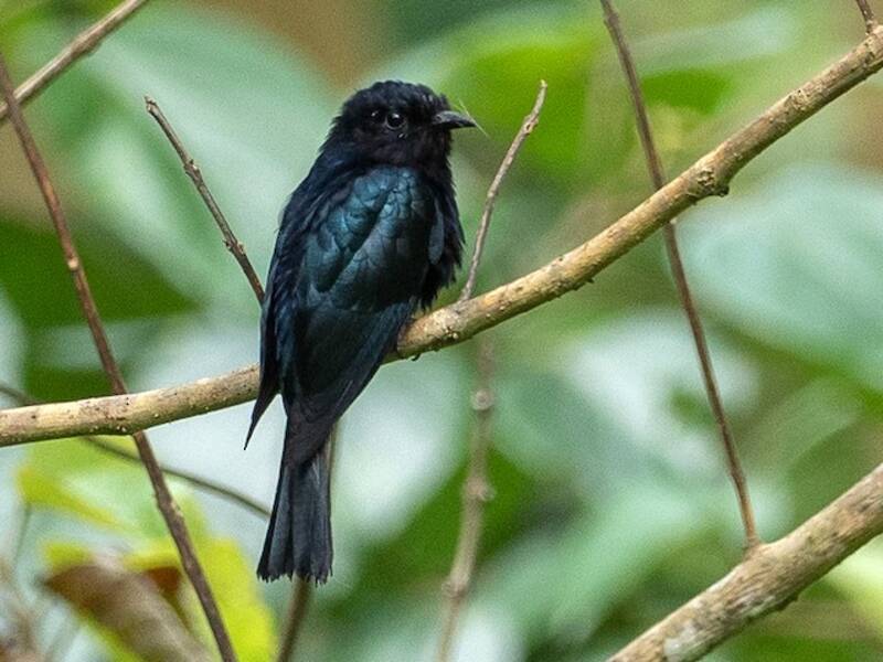 Cuculo-drongo delle Filippine, Foto 2