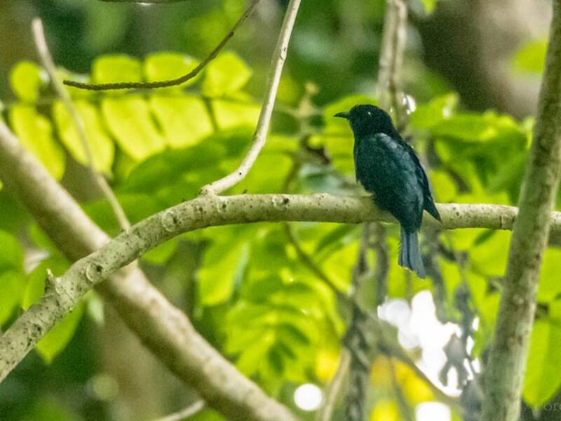 Cuculo-drongo delle Filippine, Foto 4