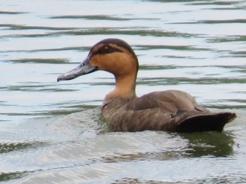 Pato filipino, Fotos 2