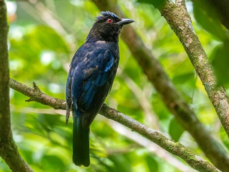 Philippine Fairy-bluebird, 照片 3