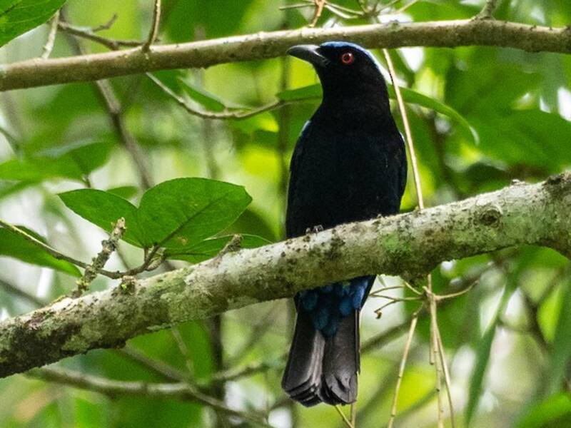 Philippine Fairy-bluebird, 照片 4