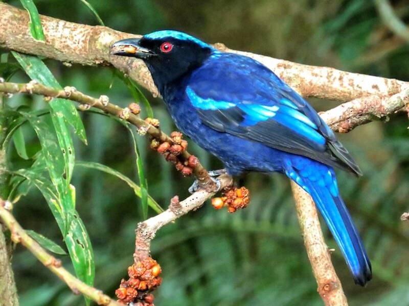 Philippine Fairy-bluebird