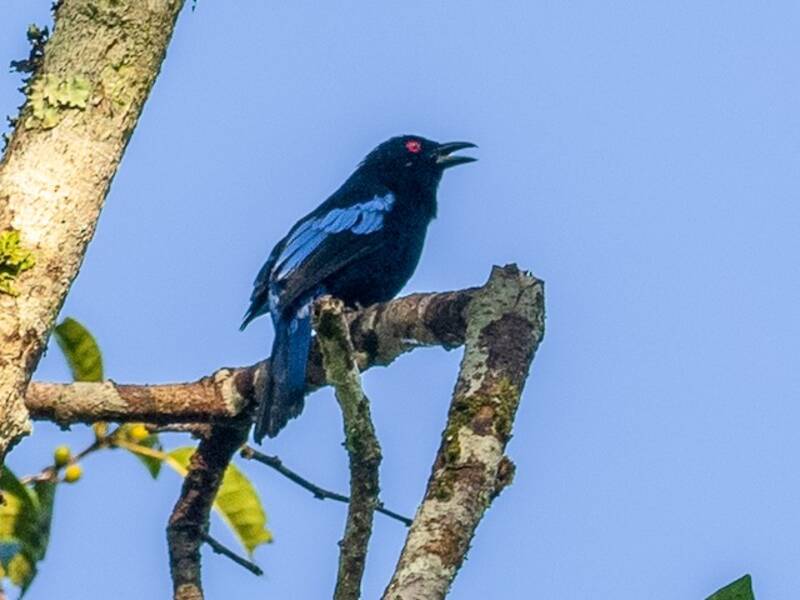 Philippine Fairy-bluebird, 照片 2