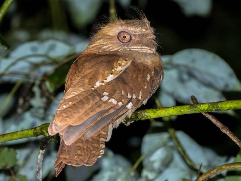 Philippine Frogmouth, 照片 2