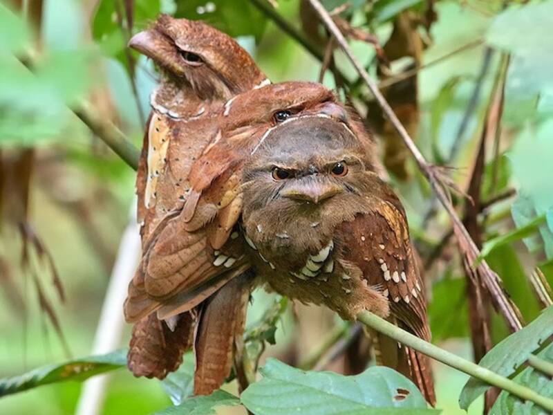 Philippine Frogmouth, 照片 4
