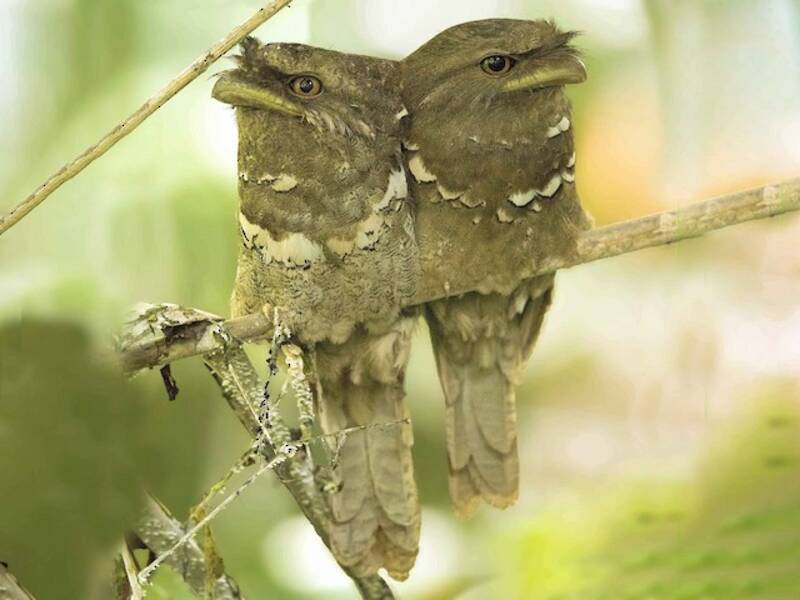 Philippine Frogmouth, 照片 3