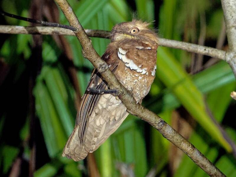 Philippine Frogmouth