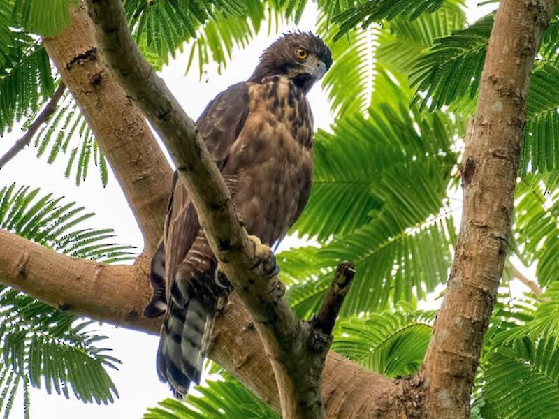 Aigle des Philippines, Photos 3