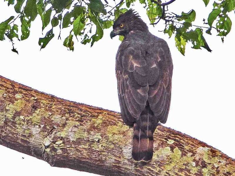 Aigle des Philippines, Photos 2